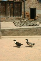 IMG_8544 Bhaktapur Enten gehen spazieren Huhn Teller.jpg